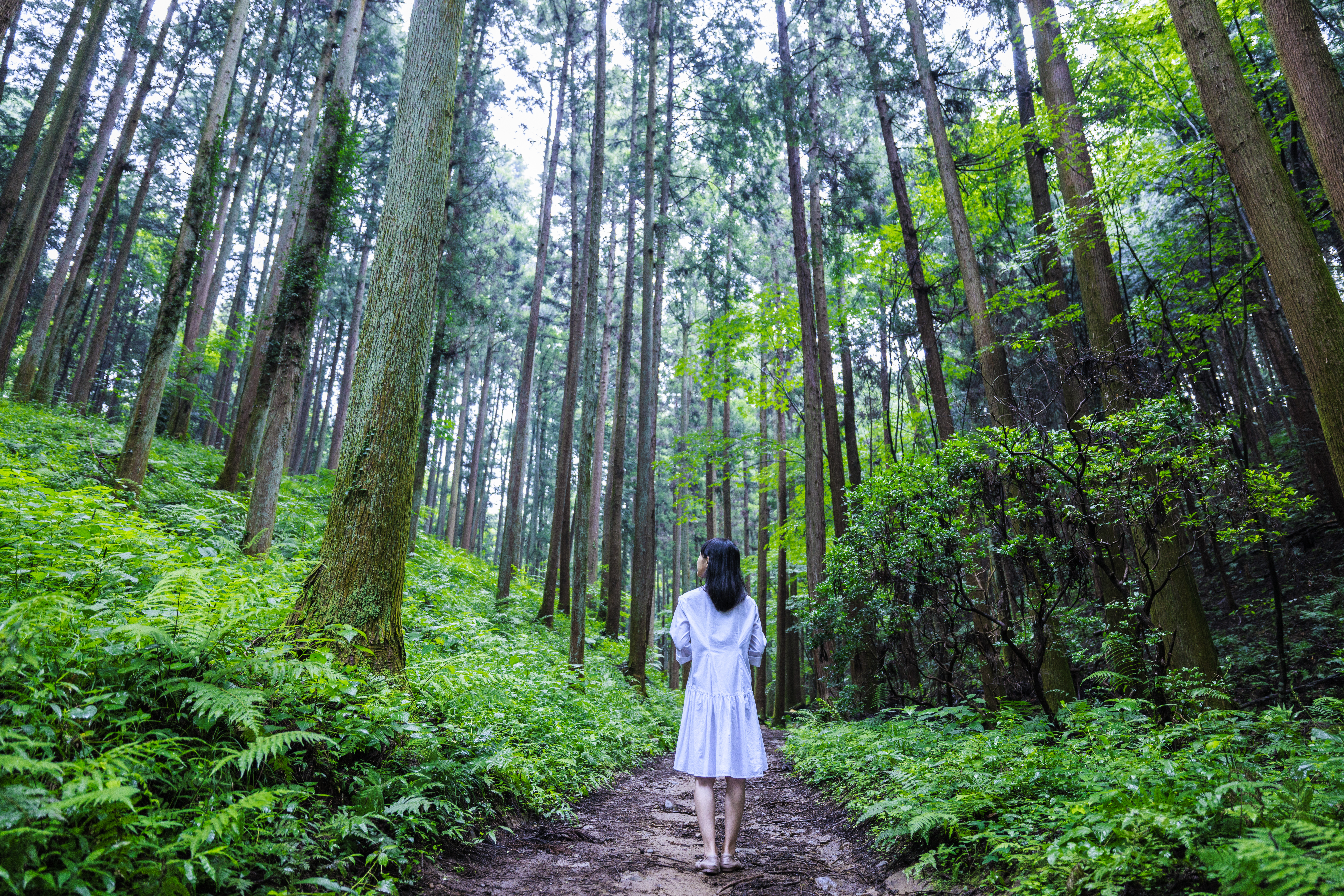 Discover the Joys of Forest Bathing